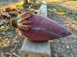 Benefits of banana blossom